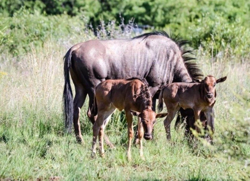 Commercial Property for Sale in La Camargue Private Country Estate North West
